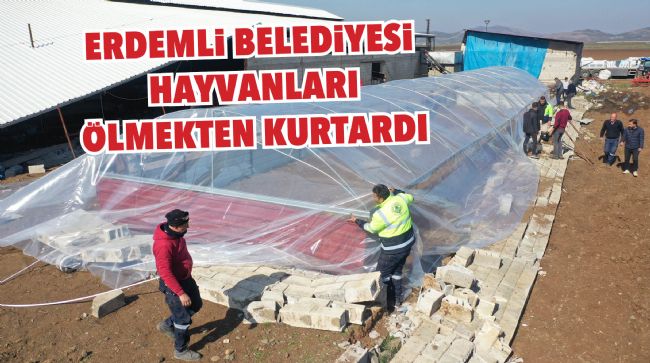 ERDEMLİ BELEDİYESİ HAYVANLARI ÖLMEKTEN KURTARDI