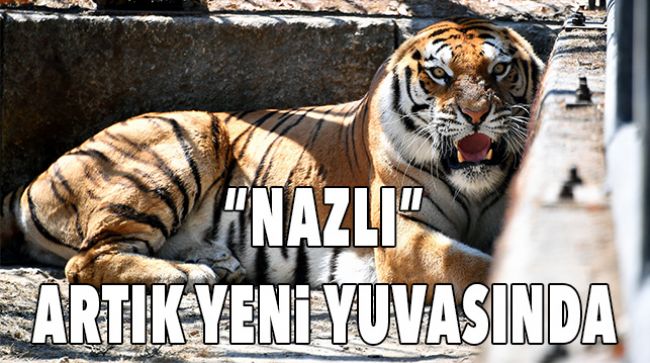 YENİ YUVASINA GELDİ