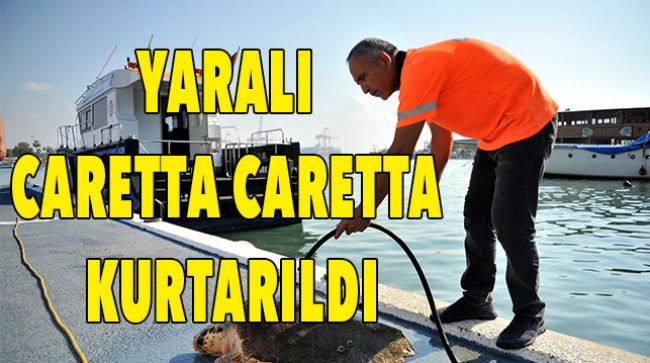 LİMANDA TEMİZLİK YAPARKEN YARALI CARETTA CARETTA BULDULAR