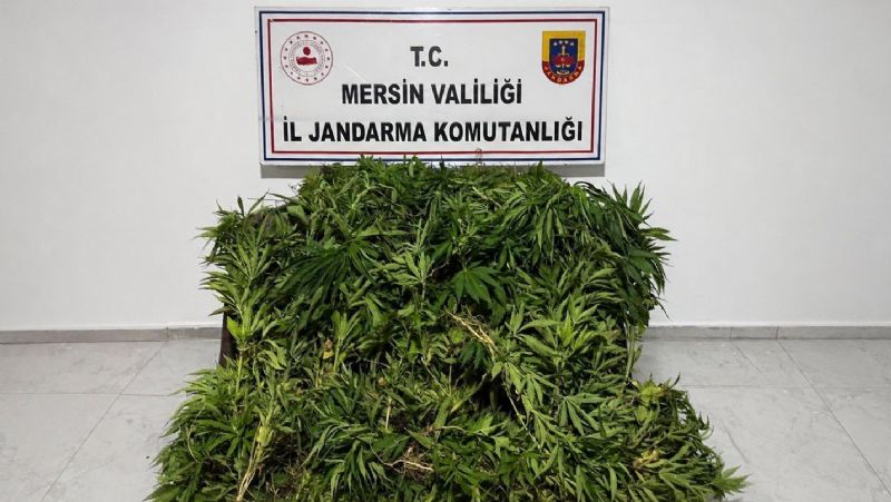 MERSİN'DE ORMANLIK ALANA EKİLEN BİN 500 KÖK KENEVİR ELE GEÇİRİLDİ