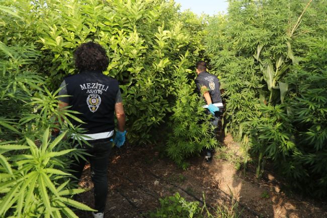 Limon bahçesinde uyuşturucu yetiştirirken yakalandı