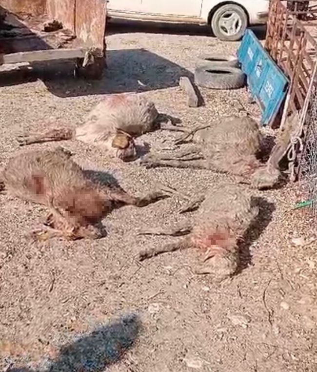 Silifke’de Köpekler Büyük Paniğe Yol Açtı