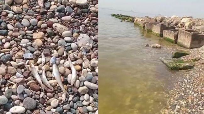 Mersin Kazanlı’da ekolojik çöküş!