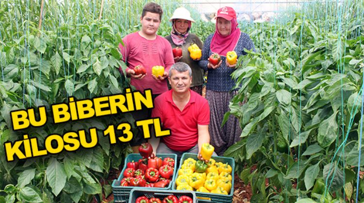 PAPRİKA BİBERİ HASADI BAŞLADI