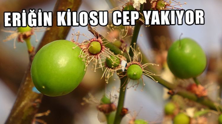 MERSİN’DE SEZONUN İLK ERİĞİNİN KİLOSU 200 LİRADAN SATILDI