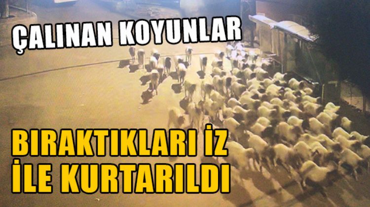 MERSİN’DE 100 KOYUNUN ÇALINMASIYLA İLGİLİ 2 KİŞİ TUTUKLANDI
