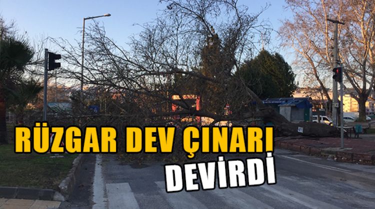 SİLİFKE’DE ASIRLIK ÇINAR AĞACI DEVRİLDİ, YOL TRAFİĞE KAPANDI