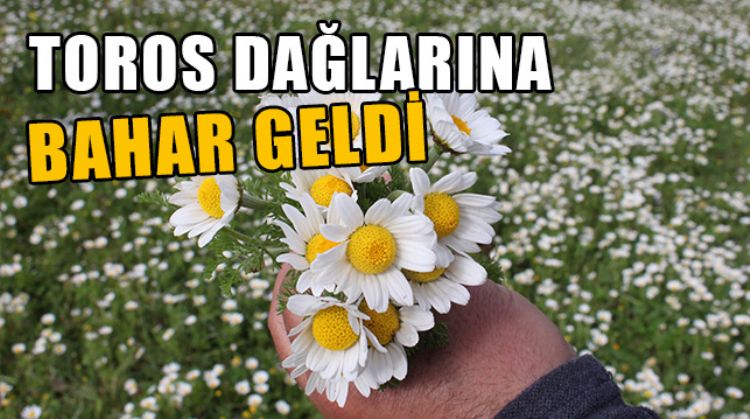 TOROS DAĞLARINDAKİ PAPATYALAR, GÖRENLERİ KENDİNE HAYRAN BIRAKIYOR