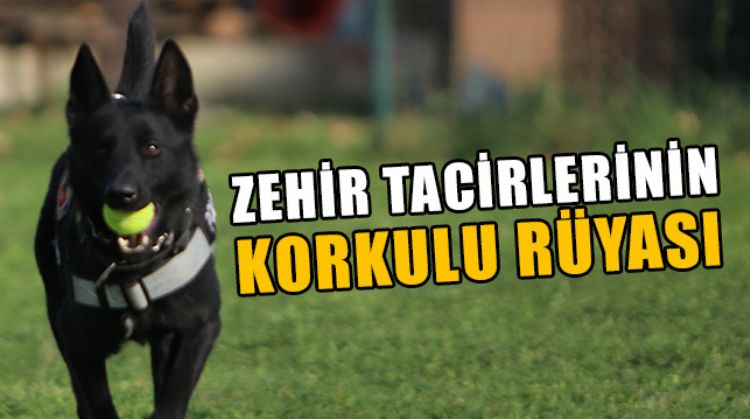 MERSİN’DE 4 NARKOTİK DEDEKTÖR KÖPEĞİ ZEHİR TACİRLERİNİN KORKULU RÜYASI OLDU