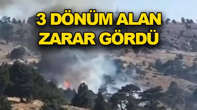 MUT’TA ORMAN YANGINI