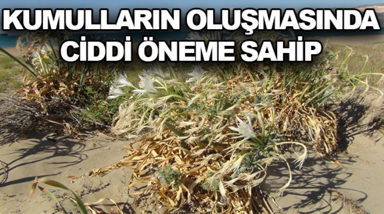 BU ÇİÇEĞİ KOPARMANIN CEZASI 80 BİN TL