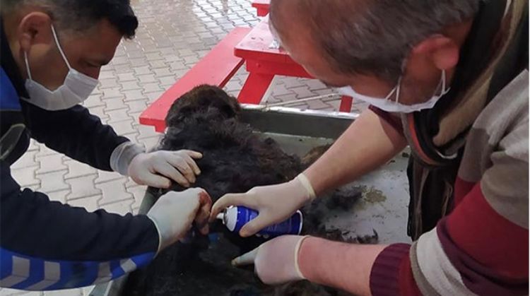 MUT’TA YARALI KÖPEK TEDAVİ EDİLEREK BAKIMEVİNDE KORUMAYA ALINDI