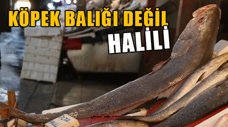 MERSİN’DE 45 KİLOGRAM AĞIRLIĞINDA DEV HALİLİ CİNSİ BALIK YAKALANDI