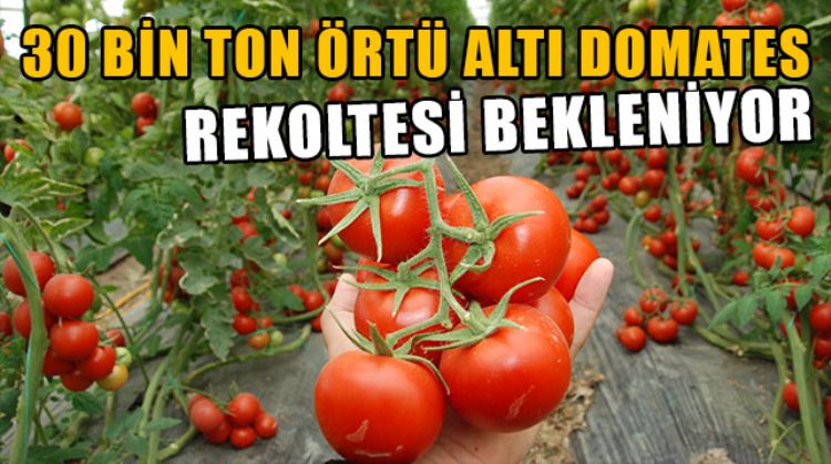 SİLİFKE’DE 250 BİN TON DOMATES ELDE EDİLDİ