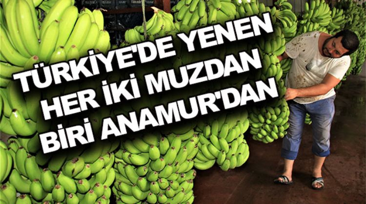 YILDA 180 BİN TON ÜRETİLEN ANAMUR MUZUNDA YOĞUN HASAT DÖNEMİ