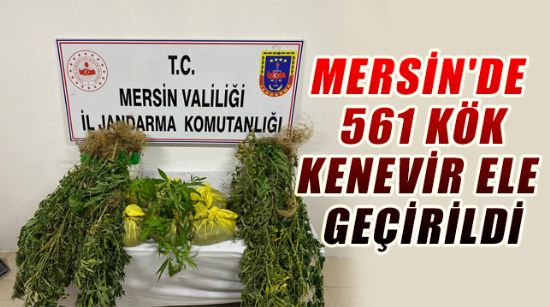 MERSİN'DE 561 KÖK KENEVİR ELE GEÇİRİLDİ