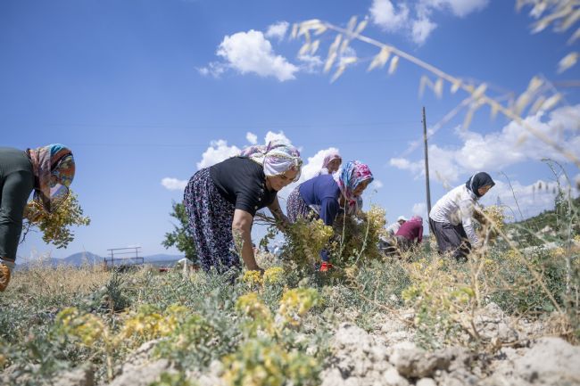 Mersin'de nohut hasadı başladı