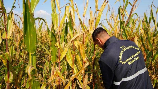 Üreticilere 50 ton silajlık mısır dağıtılacak