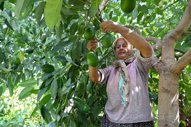 Mersin’de çiftçiye tropikal meyve desteği