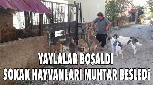 TARSUS YAYLALARINDAKİ SOKAK HAYVANLARI BESLİYOR