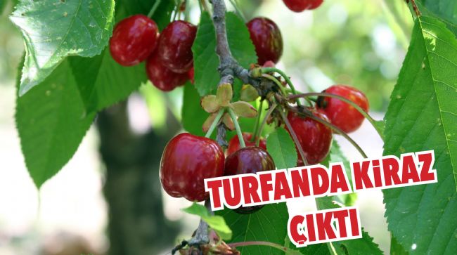 İLK HASATLAR NORVEÇ, ALMANYA VE RUSYA'YA