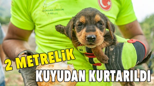 ÇUKURA DÜŞEN YAVRU KÖPEK KURTARILDI
