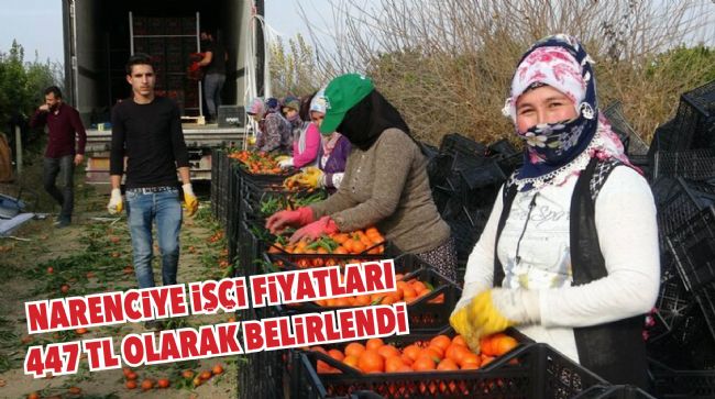 NARENCİYE İŞÇİ FİYATLARI BELLİ OLDU