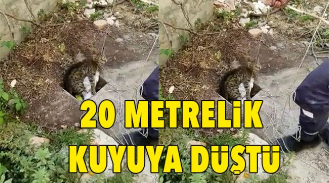 KUYUYA DÜŞEN KEDİ KURTARILDI
