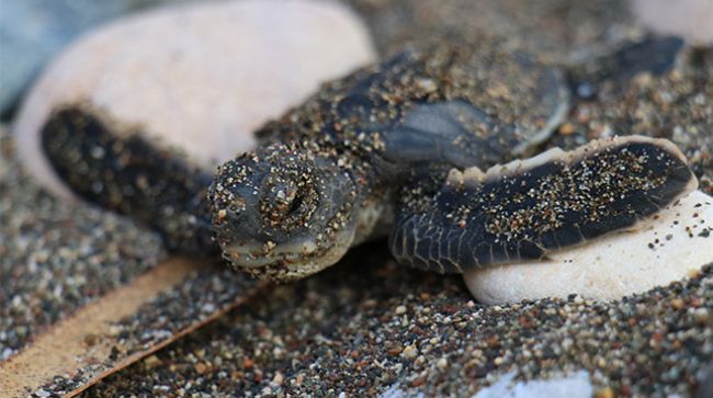UZMAN AKADEMİSYENLER CARETTA CARETTALARI DENİZLE BULUŞTURDU