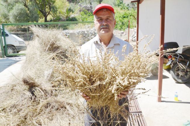 TOROSLARIN ŞİFA DAĞITAN ADAMI