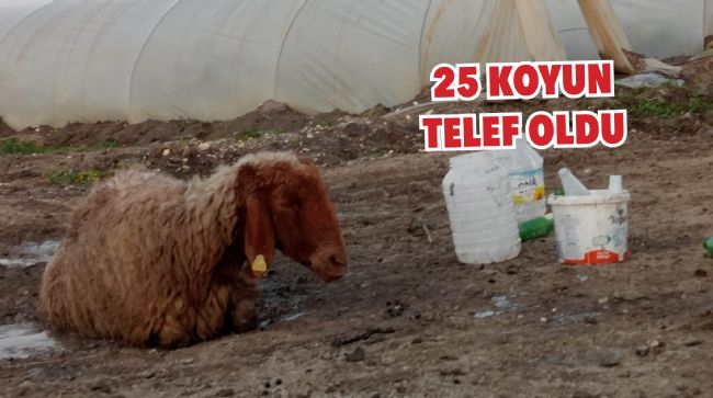 TARSUS'TA KOYUNLAR TELEF OLDU