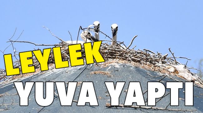 TEDAVİ İÇİN GETİRİLMİŞTİ