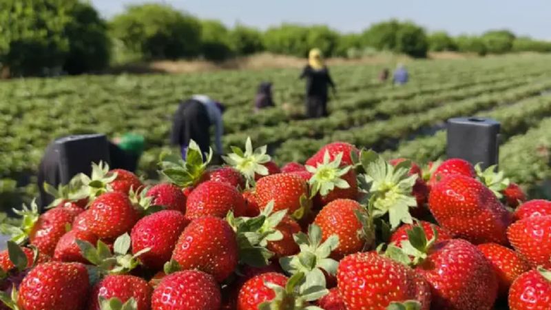 Haziran'da markette fiyatı en fazla artan ürün çilek oldu