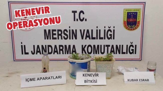SAKSIDA KENEVİR YETİŞTİREN ŞÜPHELİ YAKALANDI