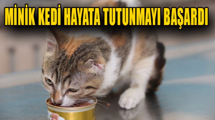 KUTU İÇİNDE BELEDİYEYE BIRAKILAN KEDİ YAŞAM SAVAŞINI KAZANDI