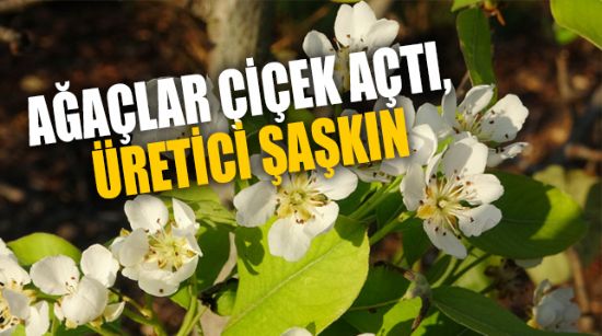 ARMUT AĞAÇLARI ÇİÇEK AÇTI, ÜRETİCİ ŞAŞKIN