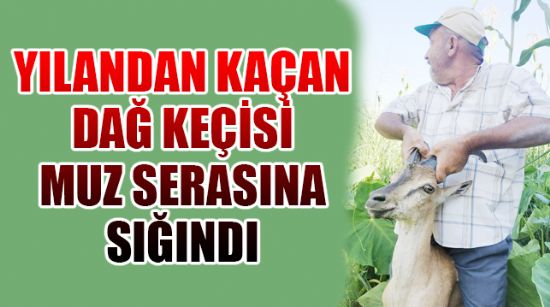 YILANDAN KAÇAN DAĞ KEÇİSİ MUZ SERASINA SIĞINDI