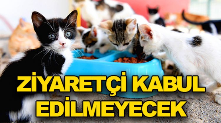 HAYVAN BAKIMEVİ GEÇİÇİ BİR SÜRE KAPALI KALACAK