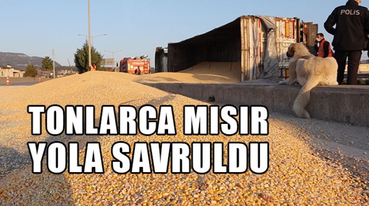 MERSİN’DE VİRAJI ALAMAYAN TIR DEVRİLMESİ SONUCU TONLARCA MISIR YOLA SAVRULDU