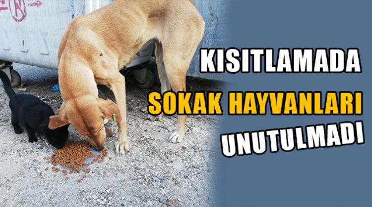 YENİŞEHİR BELEDİYESİ SOKAĞA ÇIKMA KISITLAMASINDA SOKAK HAYVANLARINI UNUTMADI