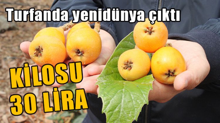 ERDEMLİ’DE BAŞLAYAN HASATLA YENİDÜNYA KISA SÜREDE TEZGAHLARDA YERİNİ ALACAK