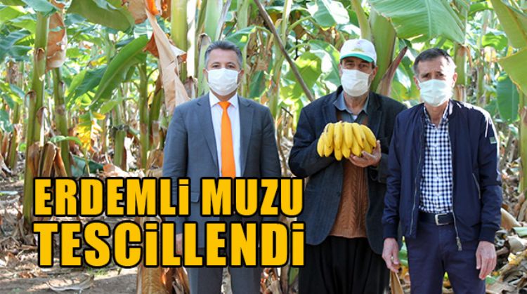 ERDEMLİ MUZU TESCİLLENEREK COĞRAFİ İŞARET BELGESİ ALDI