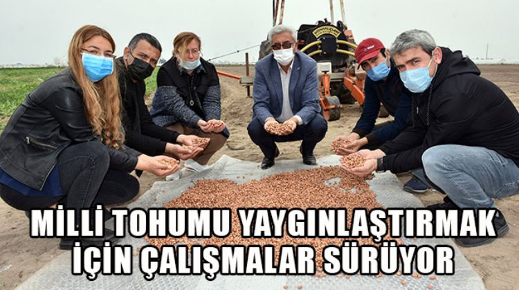 AYŞEHANIM YERFISTIĞI TOHUMLARI TOPRAKLA BULUŞTU