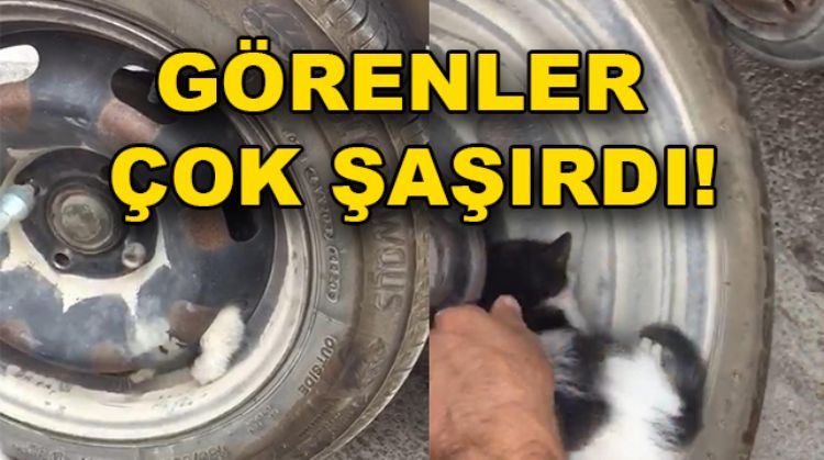 TEKERLEĞE SIKIŞAN YAVRU KEDİ KURTARILDI