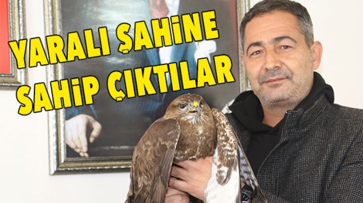 YARALI ŞAHİNİ TEDAVİ ETTİLER