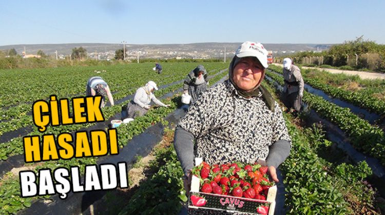 SİLİFKEDE ÇİLEK HASADI BAŞLARKEN BU YIL 70 BİN TON ÇİLEK REKOLTESİ BEKLENİYOR