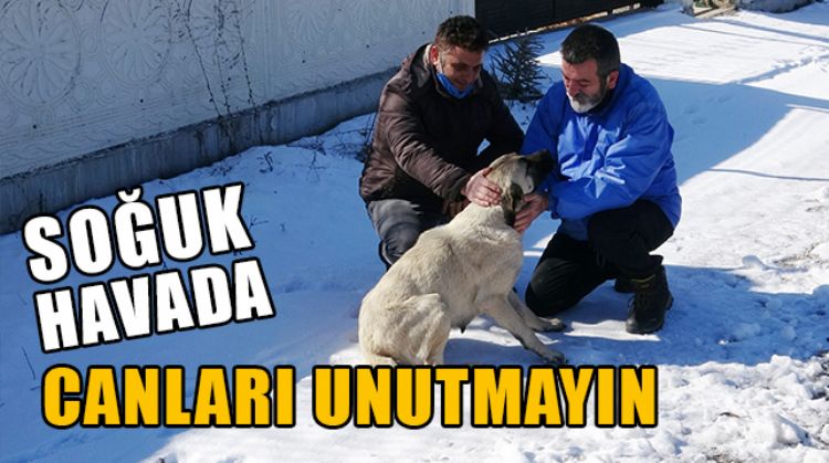 ERDEMLİ’DE DİZİ OYUNCUSU VE HAYVANSEVER SEMİH İĞDÜGÜL, SOKAK HAYVANLARINI BESLEME KONUSUNDA DUYARLILIK İSTEDİ