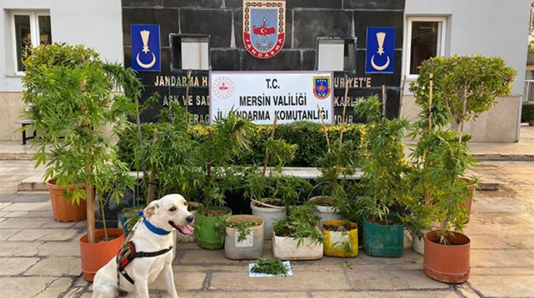 ERDEMLİ’DE UYUŞTURUCU OPERASYONU