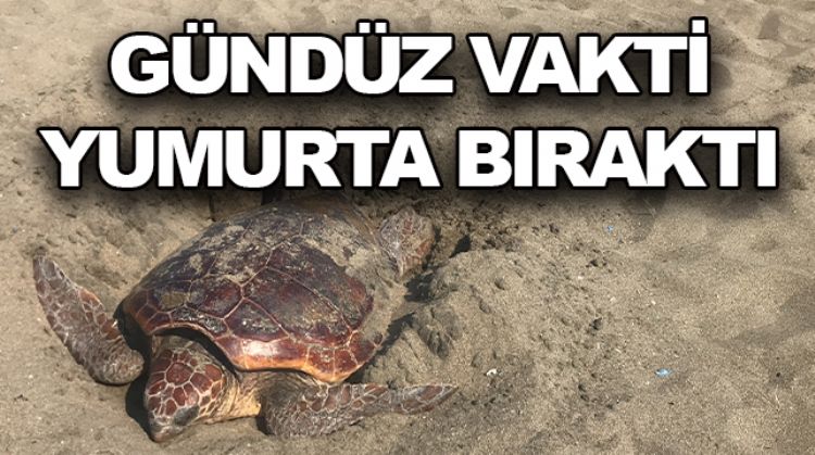 DÜNYADA NADİR GÖRÜNEN BİR OLAY