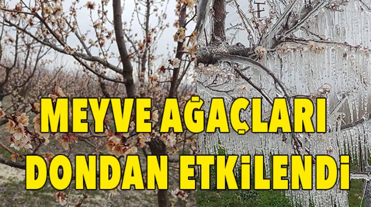 KAYISI AĞAÇLARI ZARAR GÖRDÜ